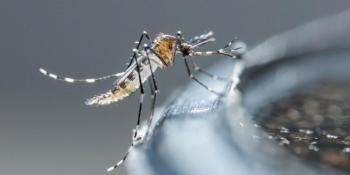 Casos confirmados de dengue en Villa Elisa y San Lorenzo